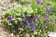 21 Viola di Duby (Viola dubyana) con Caglio d'Arera (Galium Montis Arerae)